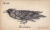 </br><b>Daniel Martin Diaz</b> </br> <i>Raven</i></br>Pen and ink on end paper from the late 1800s</br>9.5” x 5.75”  •  $800.</br>