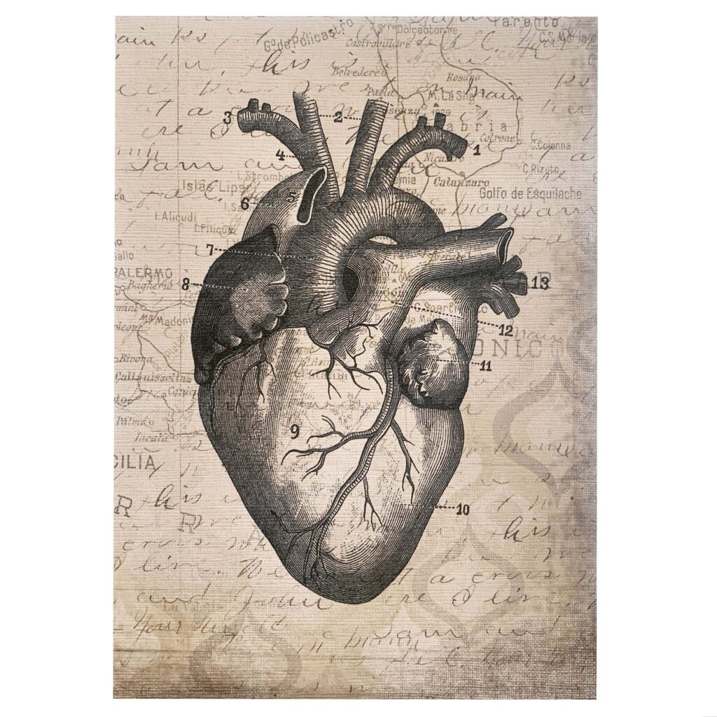 Anatomical Heart – REVOLUTION GALLERY