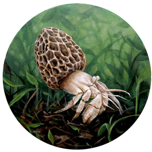 MORCHELLA CRAB