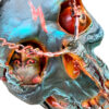 A close up of the skull with chains on it