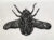Dark Beetle